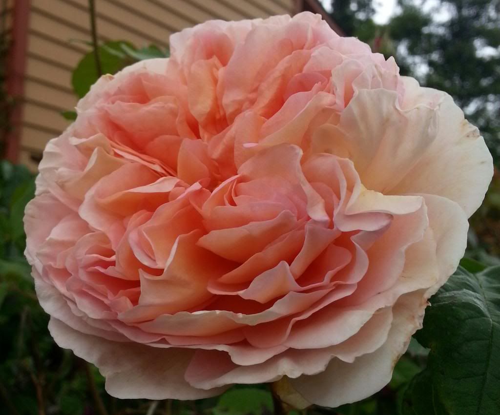  photo 20140529_121309-1_zpsdkwz9sud.jpg